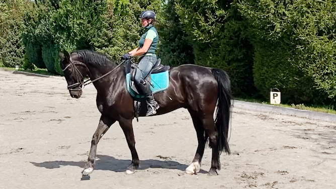 Kurzkehrt richtig reiten